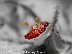 'Strawberry & Cream' by Henley Spiers 